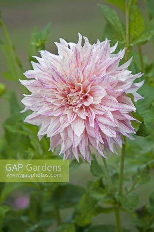 Dahlia 'Café au Lait Twist' - Septembre 