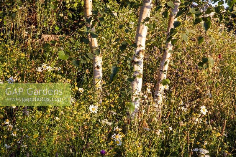 Arbre Betula pendula sous-planté avec plantation de prairies Plantago lanceolata, Leucanthemum vulgare, Lotus corniculatus et graminées 