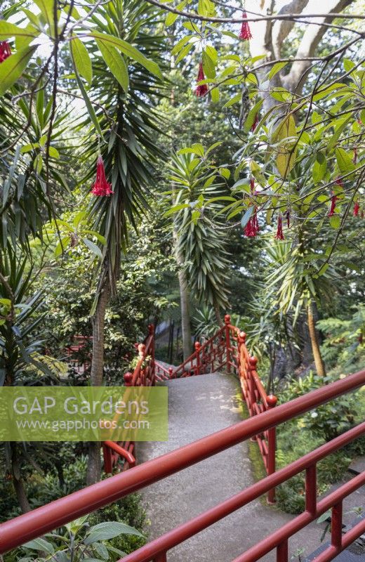 Des fleurs fuchsia boliviana pendent sur des allées convergentes avec des balustrades rouges dans un jardin oriental. Jardins du Monte Palace, Madère. Août. Été 