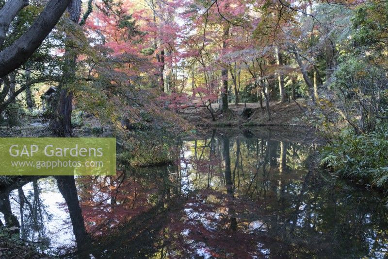 Acers aux couleurs automnales reflétées dans l'eau de l'étang de la zone Nakaragi-no-mori du jardin. 