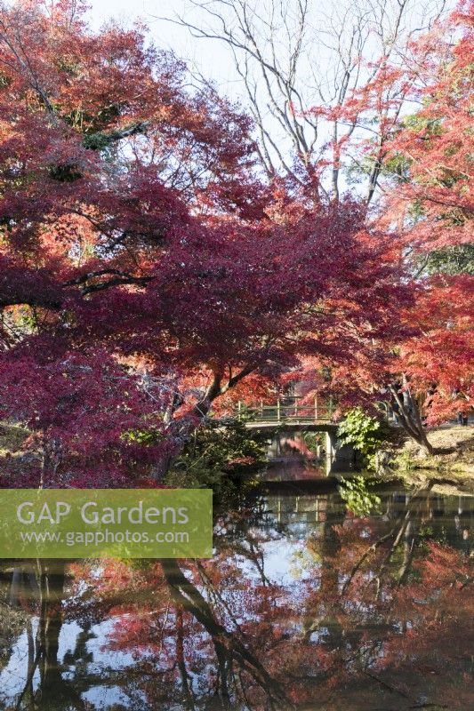 Acers aux couleurs automnales reflétées dans l'eau de l'étang de la zone Nakaragi-no-mori du jardin. Vue sur le pont 