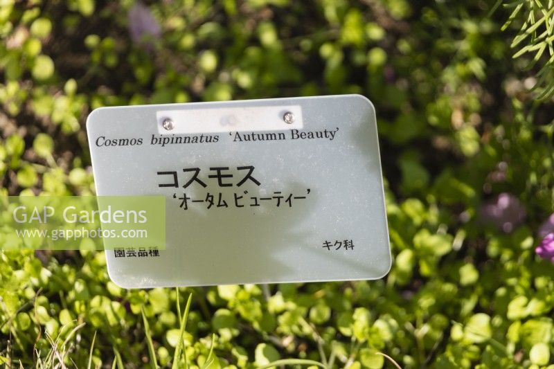 Étiquette végétale en japonais et en anglais pour Cosmos bipinnatus 'Autumn Beauty' 