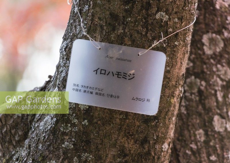 Étiquette de plante en japonais et en anglais pour Acer palmatum 