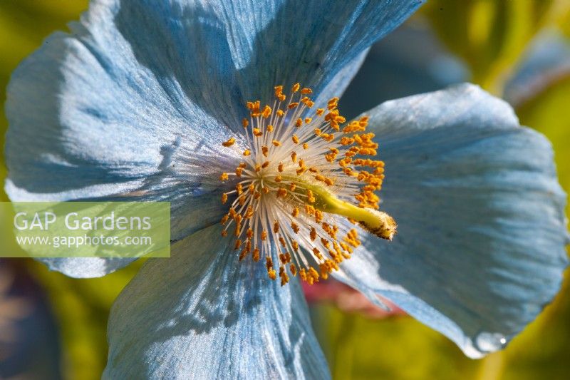 Meconopsis x sheldonii 'Lingholm' - Pavot bleu de l'Himalaya 