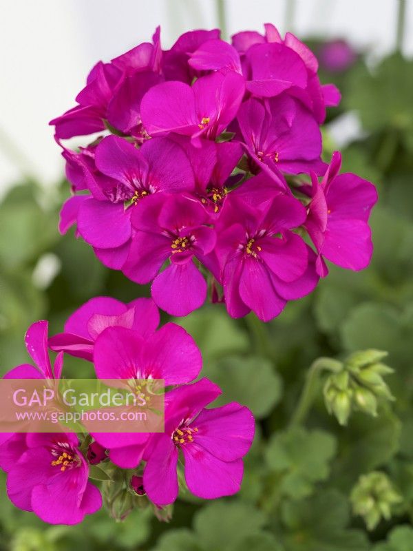 Pelargonium interspécifique Marcada Violet, été juillet 