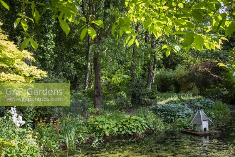 Étang faunique verdoyant dans un jardin ombragé avec plantation marginale d'hostas et de primevères candélabres. Maison de canard flottante ornée 