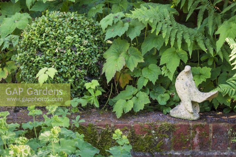 Statue d'oiseau perchée sur un mur de briques moussues avec boule de boîte, Buxus sempervirens, feuillage d'anémone japonaise, Anemone x hybrida et Alchemilla mollis. 