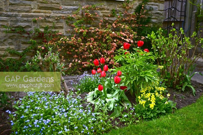 Au début du printemps, plantation de tulipes, de pivoines, de myosotis, de primevères et de Chaenomeles en fleurs formés sur le mur. Avril 
