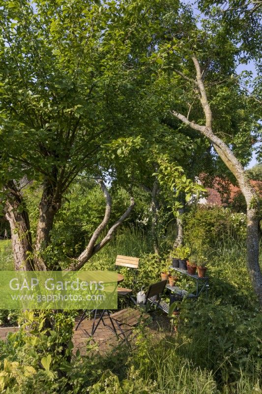 Arbres fruitiers anciens avec table et chaises sur une zone pavée, entourés de plantations plus sauvages comprenant de la consoude blanche Symphytum orientale et des graminées. 