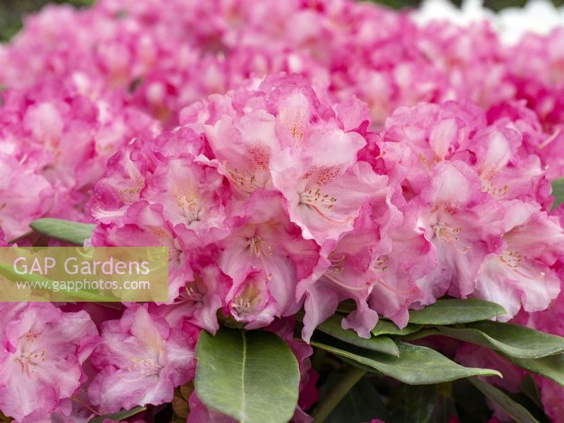 Rhododendron Hachmanns Marlis, printemps mai 