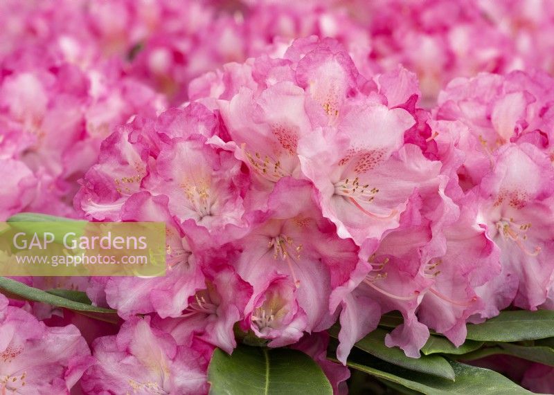 Rhododendron Hachmanns Marlis, printemps mai 
