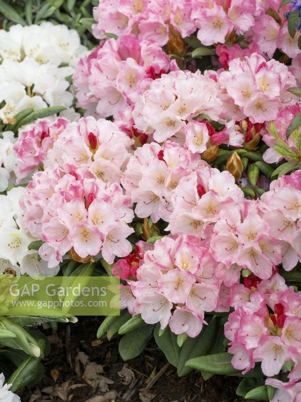 Rhododendron yakushimanum Lever du soleil, printemps mai 