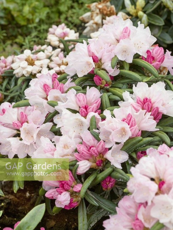 Rhododendron makinoi Makiyak, printemps mai 