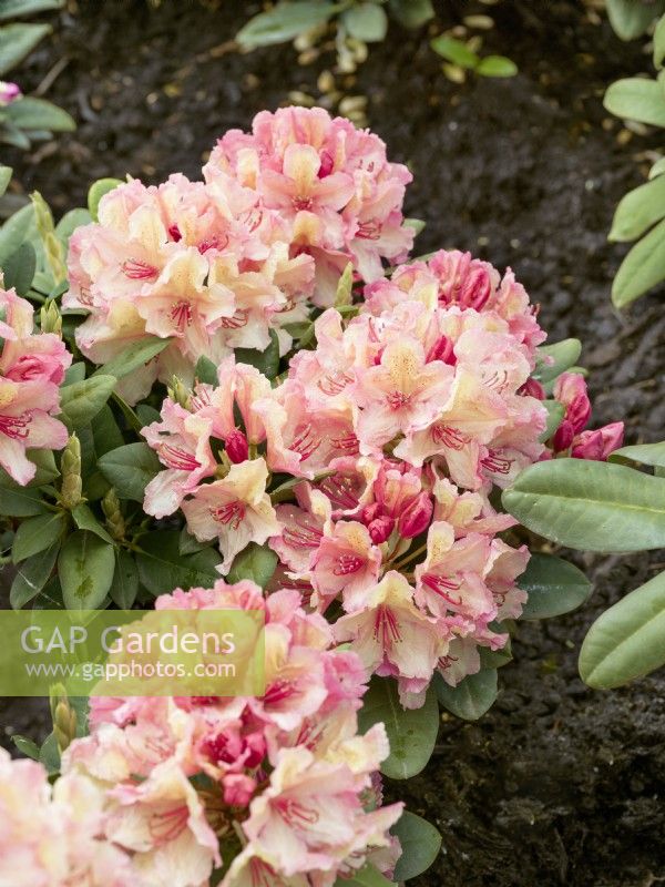 Rhododendron Brasilia, printemps mai 