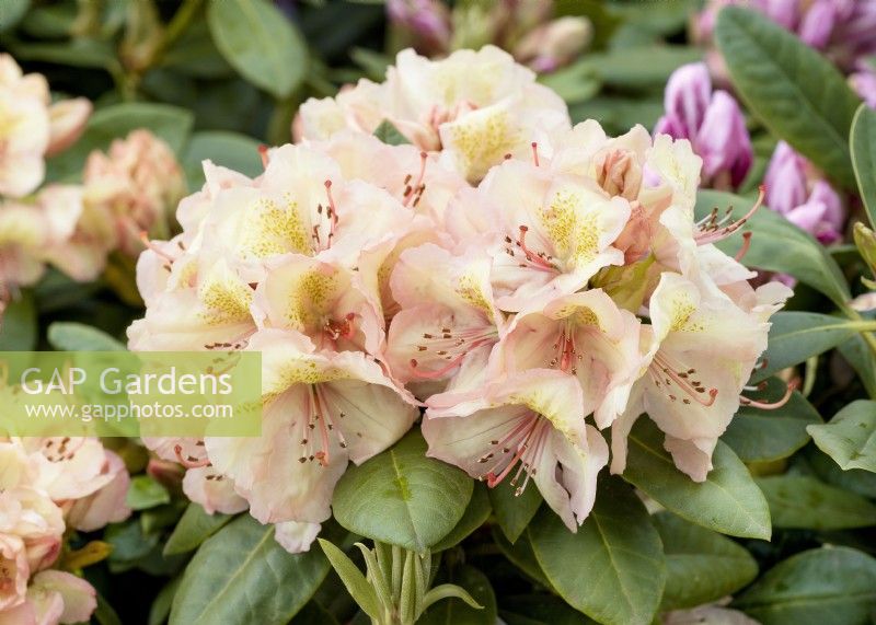 Rhododendron wardii Belkanto, printemps mai 