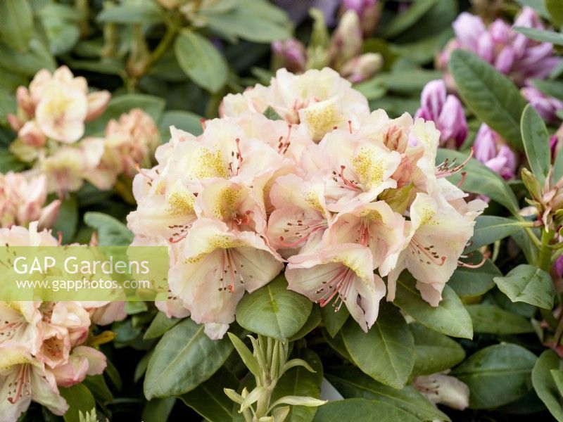 Rhododendron wardii Belkanto, printemps mai 