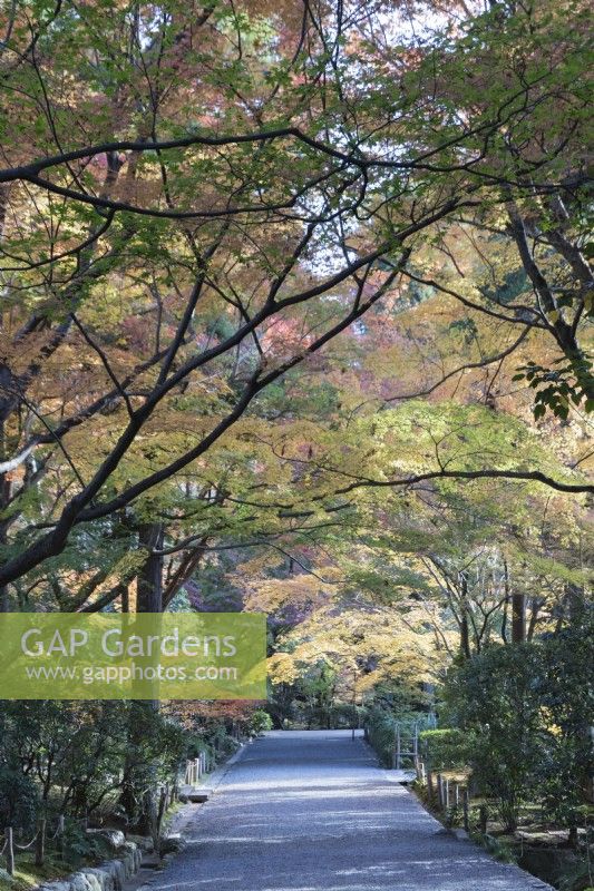 Large avenue pavée dans la zone du jardin paysager avec des acers en surplomb aux couleurs d'automne. 