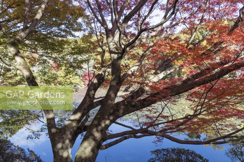 Vue à travers l'acer aux couleurs d'automne jusqu'à l'étang de Kyoyochi. 