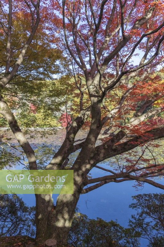 Vue à travers l'acer aux couleurs d'automne jusqu'à l'étang de Kyoyochi. 
