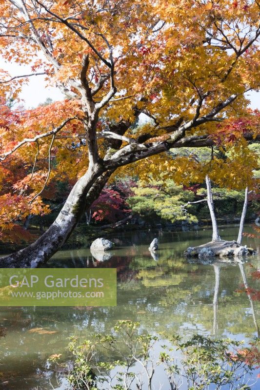 Vue sur l'étang de Kyoko avec des arbres aux couleurs automnales reflétés dans l'eau. 