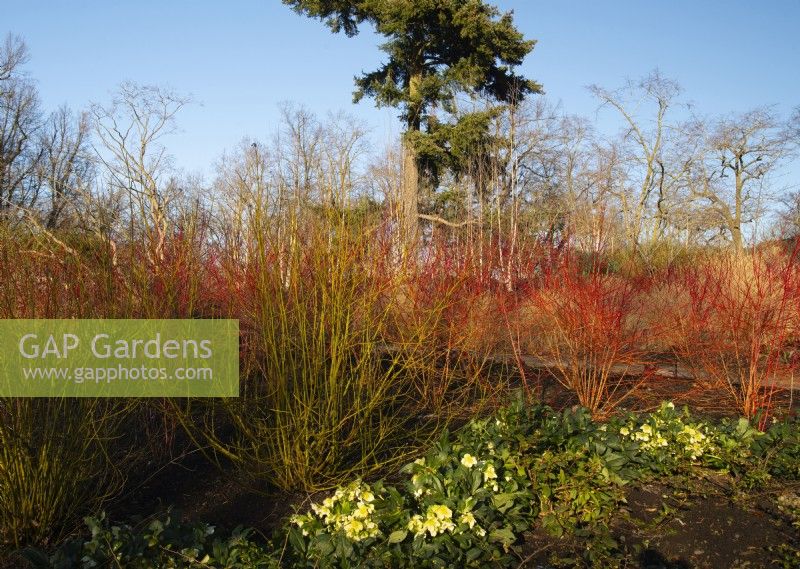 Cornus alba 'Sibirica' - Cornouiller de Westonbirt et Helleborus 'Ice Breaker' dans le jardin d'hiver de Kew Gardens 