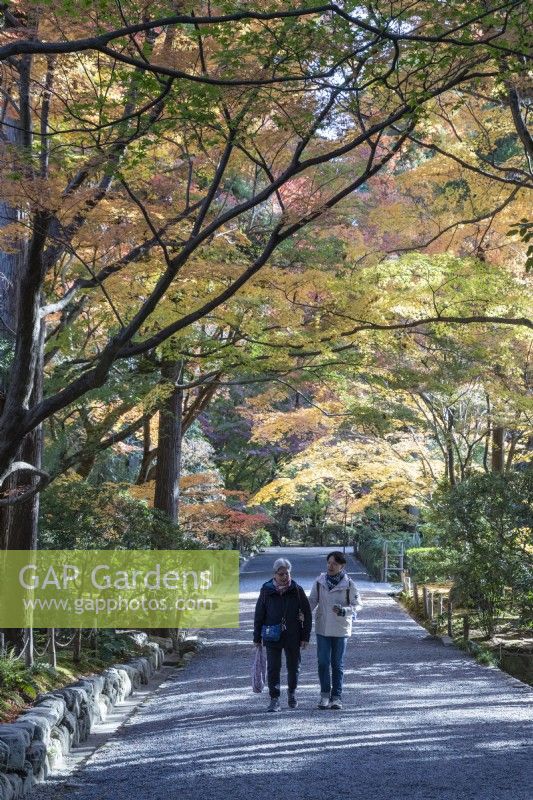 Couple japonais marchant sur la large avenue avec le jardin paysager. Acers en chemin surplombant la couleur d'automne. 