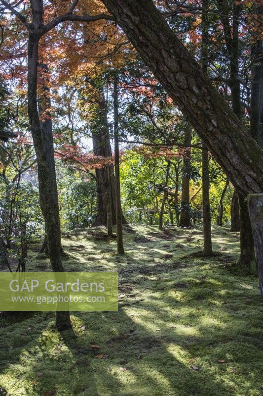 Zone boisée dans un jardin paysager avec des arbres poussant à travers une couverture de mousse. 