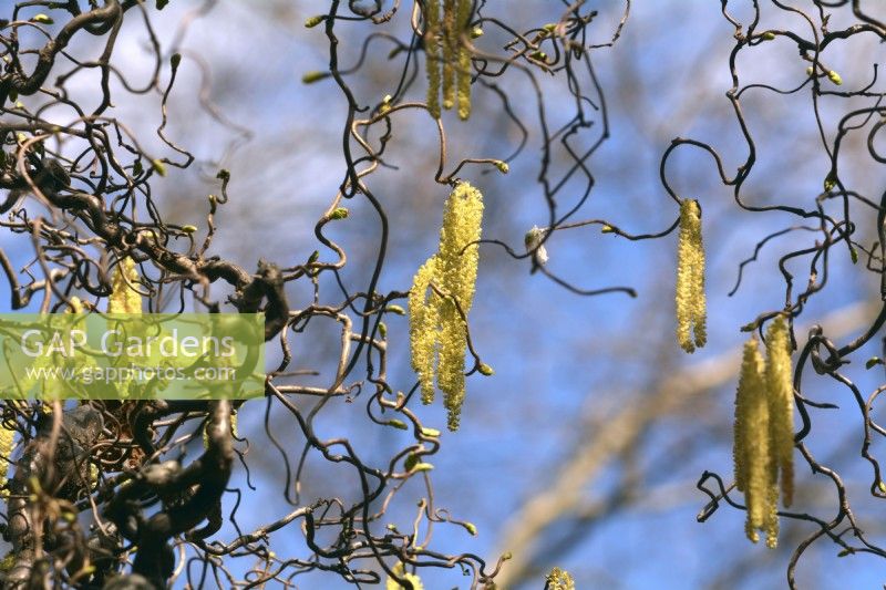 Corylus avellana 'Contorta' - noisetier contorsionné - chatons jaunes parmi les branches tordues. Avril 