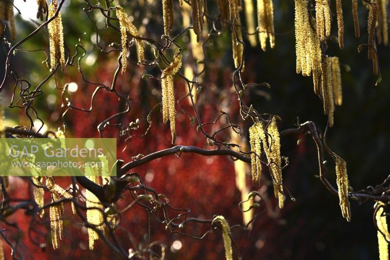Corylus avellana 'Contorta' - noisetier contorsionné - chatons jaunes parmi les branches tordues sous l'éclat du soleil. Avril 