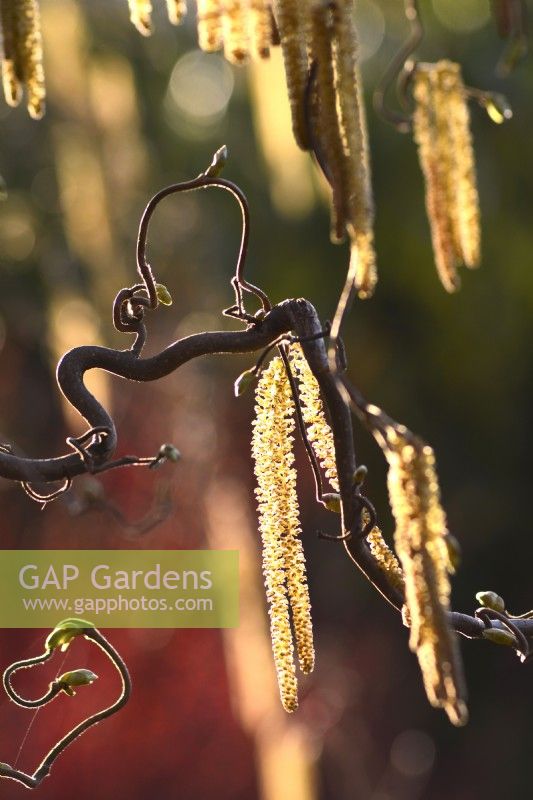 Corylus avellana 'Contorta' - noisetier contorsionné - chatons jaunes parmi les branches tordues sous l'éclat du soleil. Avril 