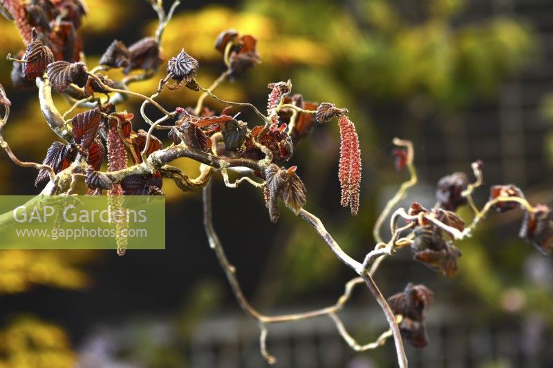 Corylus avellana 'Red Majestic' - noisetier contorsionné - chatons rouges parmi des branches tordues et des feuilles brun foncé. Avril 