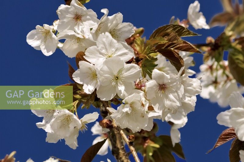 Branches fleuries blanches de Prunus serrulata Tai Haku. Avril 