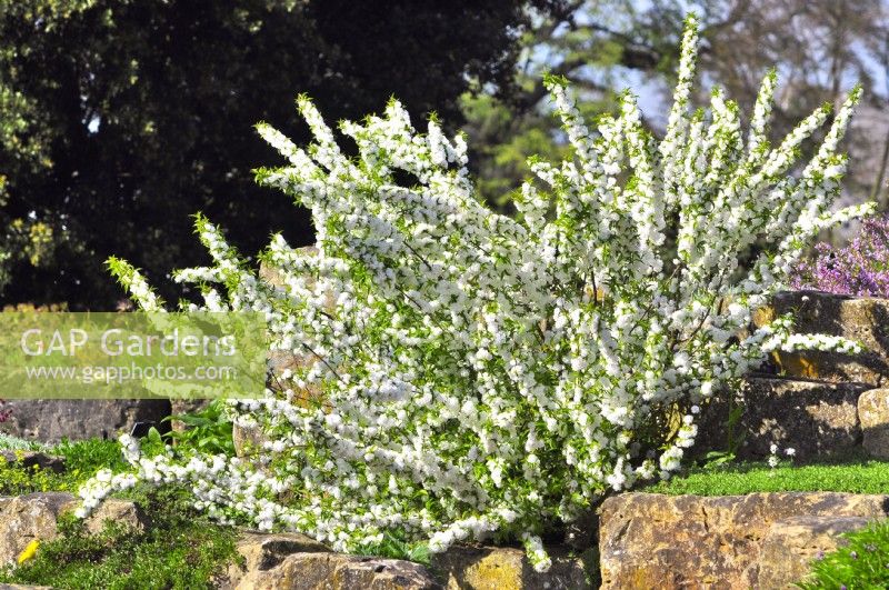 Prunus glandulosa 'Alba Plena' - amande à fleurs naines - sur la rocaille. Avril 