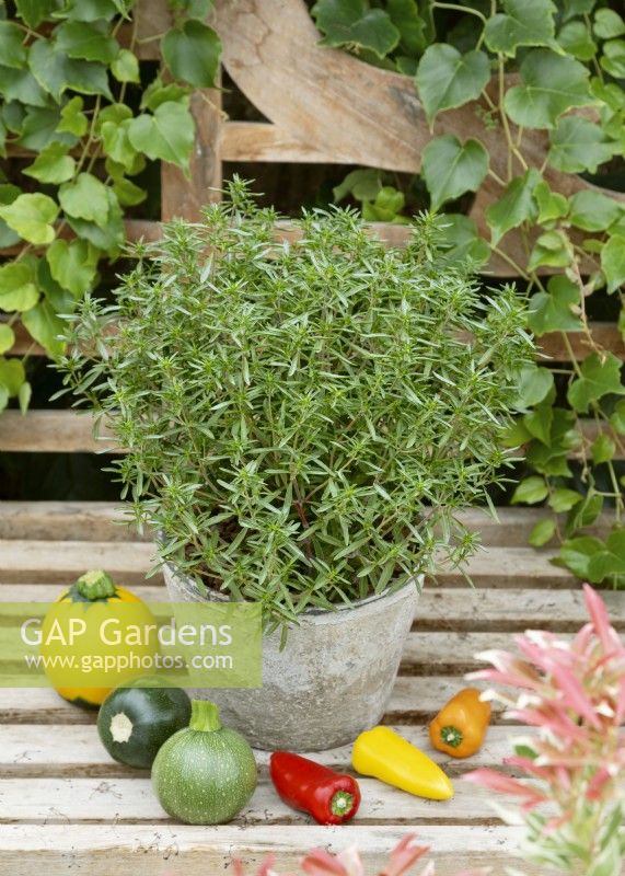 Satureja hortensis Midget en pot, été août 