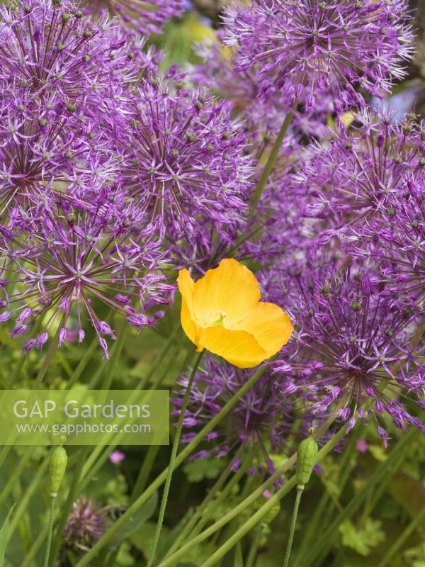 Meconopsis cambrica - coquelicot gallois unique parmi les fleurs d'allium 