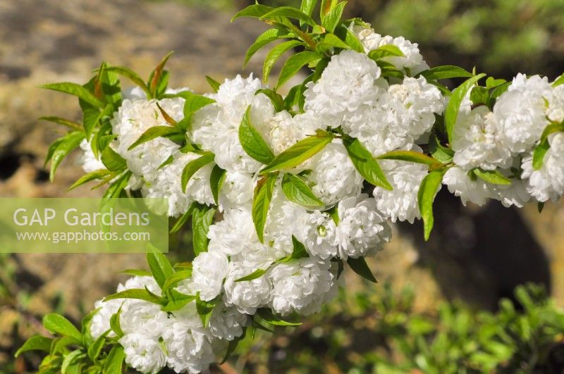 Branches fleuries blanches de Prunus glandulosa 'Alba Plena' - amande à fleurs naines. Avril 