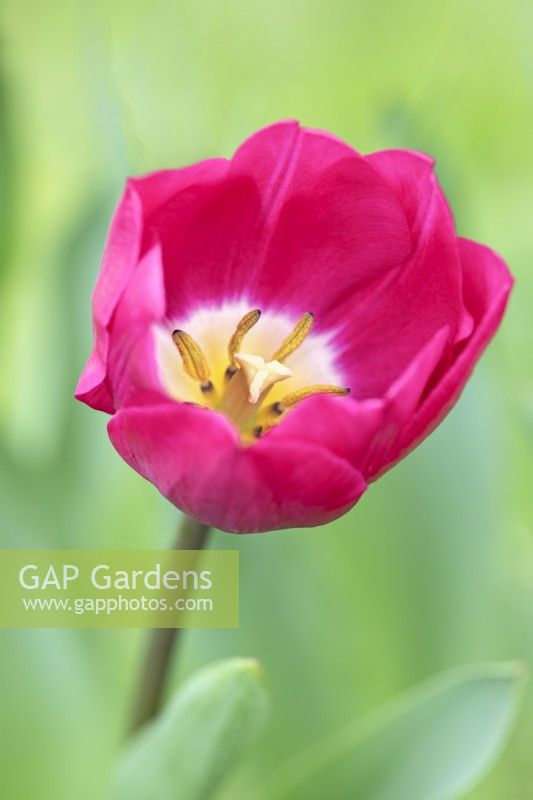Tulipa 'Pink Ardour' - Tulipe - Avril 