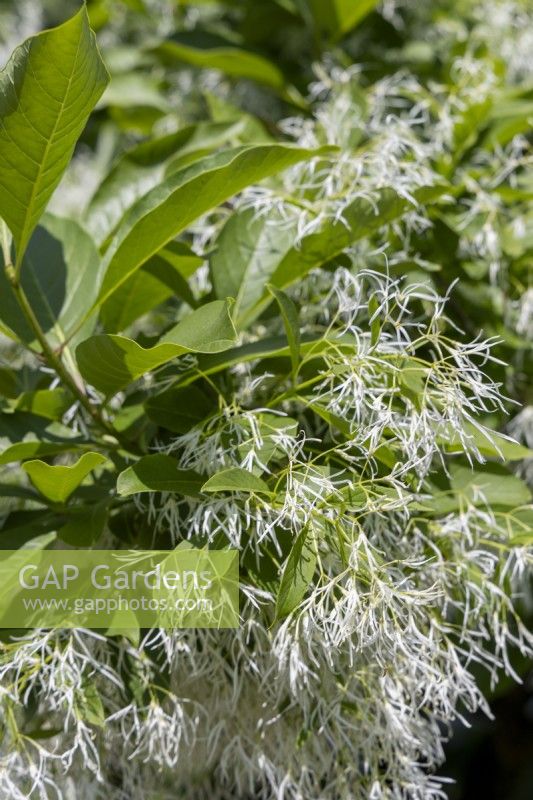 Chionanthus retusus, arbre à franges chinoises. 