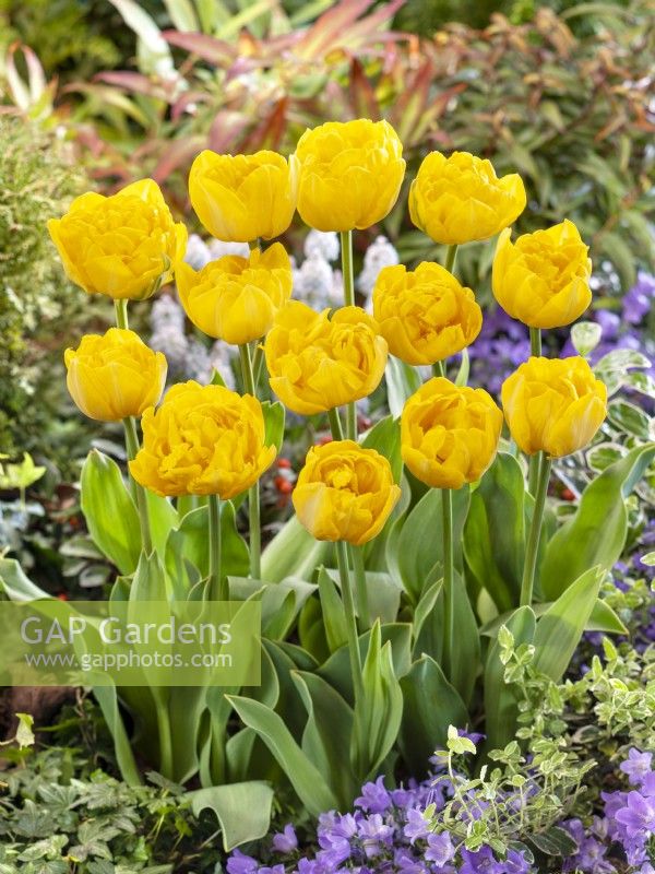 Tulipa Double Late Gold Rush, printemps mai 