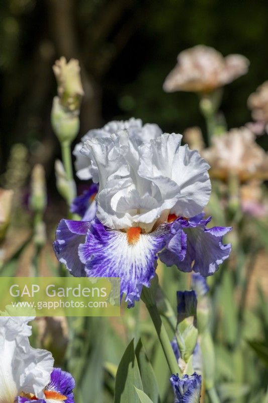 Grand Iris barbu 'Gypsy Lord'. 