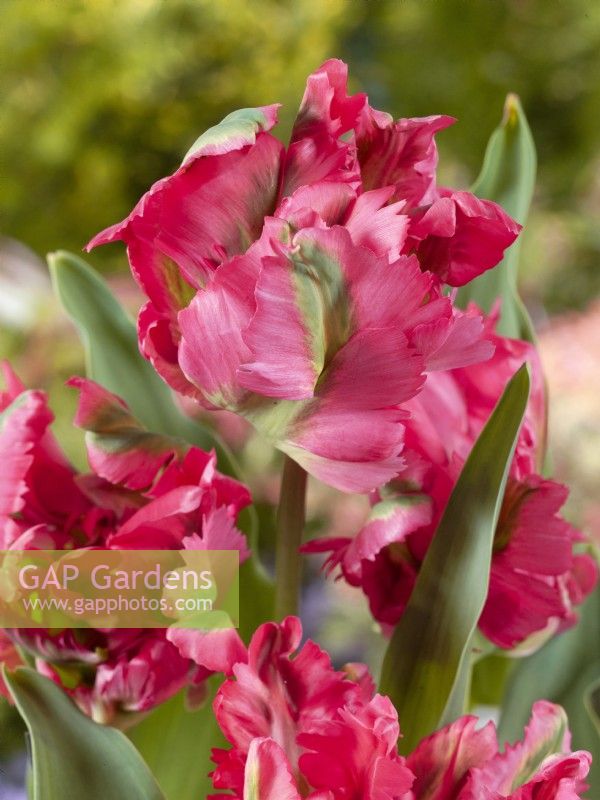 Tulipa Parrot Red Wave, printemps avril 