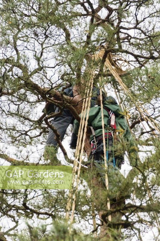 Deux jardiniers travaillant au sommet d'un pin construisent le wigwam de corde et de bambou qui protégera l'arbre des dommages causés par la neige. C'est ce qu'on appelle Yukitsuri. 