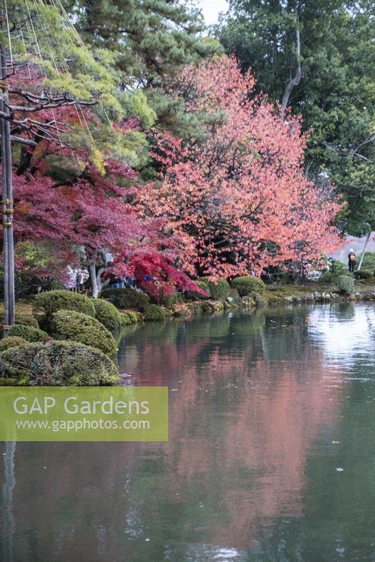 Arbres aux couleurs automnales se reflétant dans l'eau de l'étang Kasumigaike. 