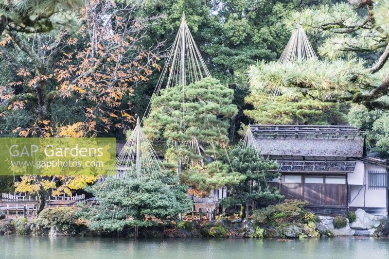 Vue sur l'étang jusqu'au bâtiment de la Maison de Thé et à plusieurs arbres avec des wigwams de bambou et de corde comme protection contre les dommages causés par la neige appelés Yukitsuri. 