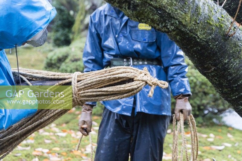Jardinier portant des vêtements imperméables bleus et un casque attachant une corde à un poteau en bambou utilisé pour protéger les arbres de la neige appelé Yukitsuri. 