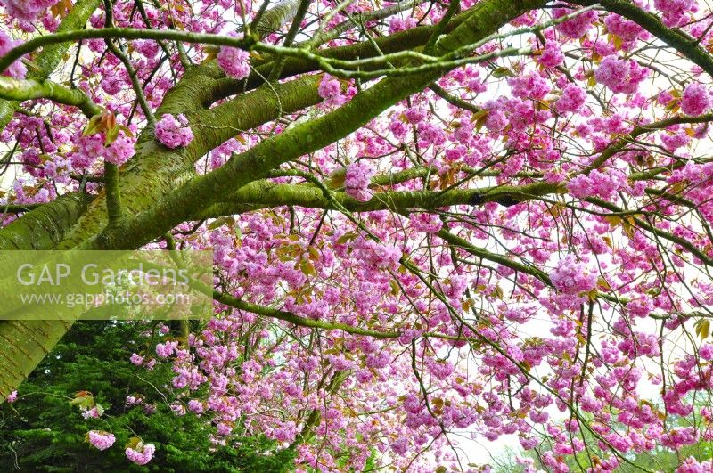 Branches étalées de Prunus serrulata avec des fleurs pleines d'un rose intense. Avril 