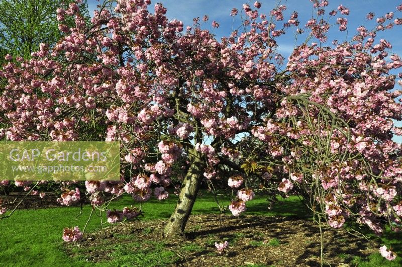Prunus serrulata Kanzan - cerisier japonais - avec des fleurs roses intenses dans le parc. Avril 
