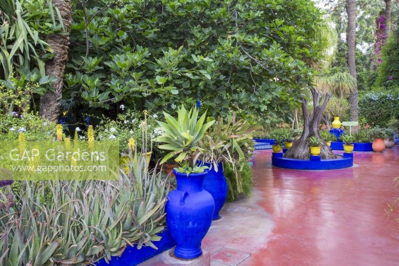 Jardin Majorelle, terrasse de jardin Yves Saint Laurent avec parterres surélevés, Aloe barbadensis en fleur 