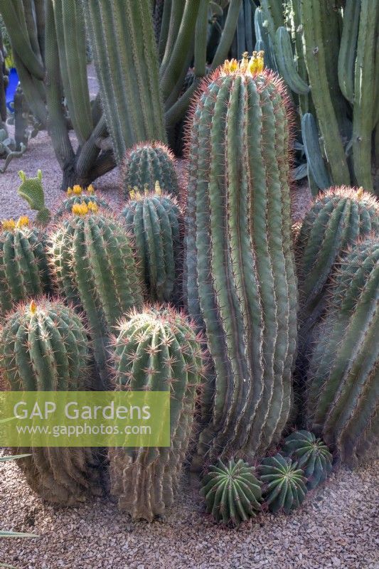 Ferocactus pilosus - cactus mexicain en baril de feu avec boutons floraux jaunes 