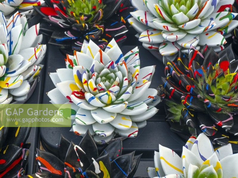 Plantes succulentes Echeveria peintes à vendre en jardinerie Janvier Norfolk 